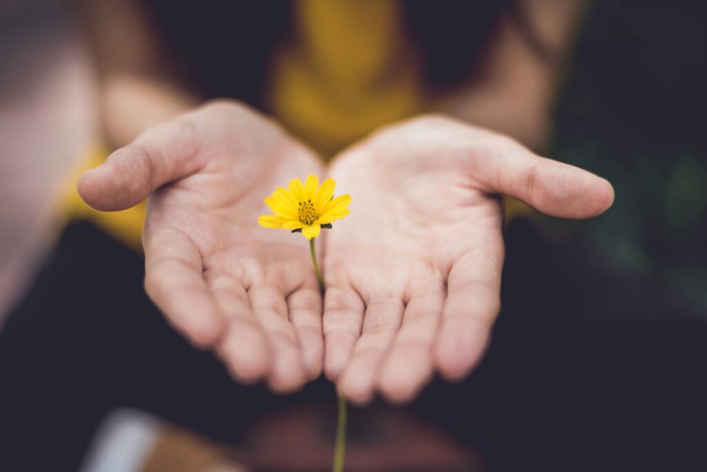 lina-trochez-ktPKyUs3Qjs-unsplash - Bridging Divorce Solutions Two hands, palms facing up, holding a thin yellow flower