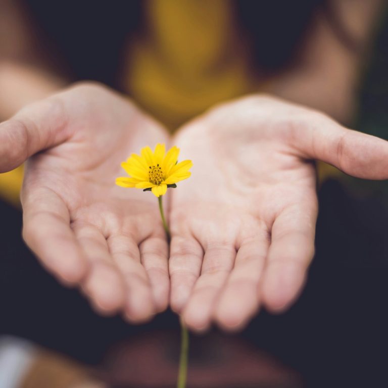 Two hands, palms facing up, holding a thin yellow flower